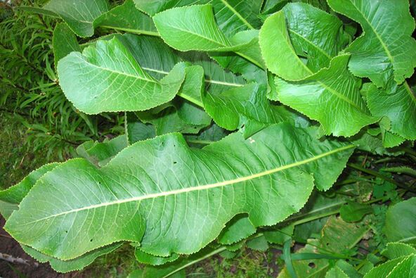 horseradish leaves for the treatment of osteochondrosis