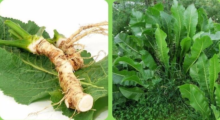 horseradish for the treatment of osteoarthritis